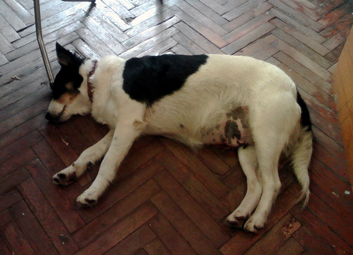 Первый день домашней жизни еще Эльзы. Мы ее забрали на работу, чтобы не оставлять дома одну.  