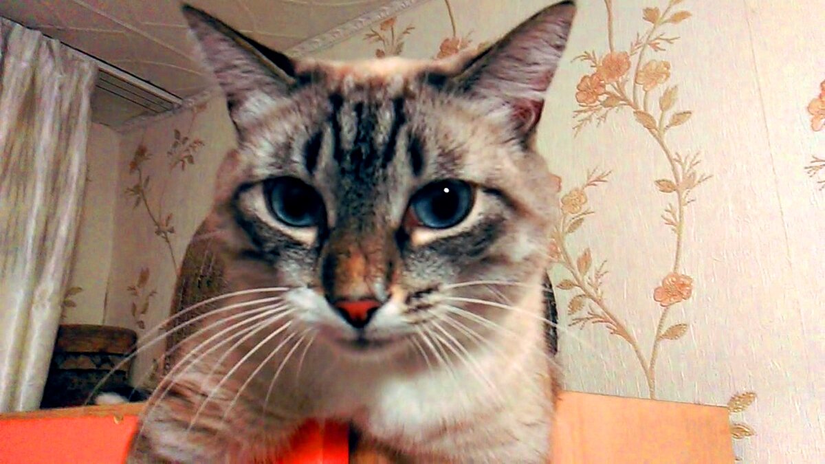 Не веришь? Говорю же, ловкий я. Смотри как могу лежать!