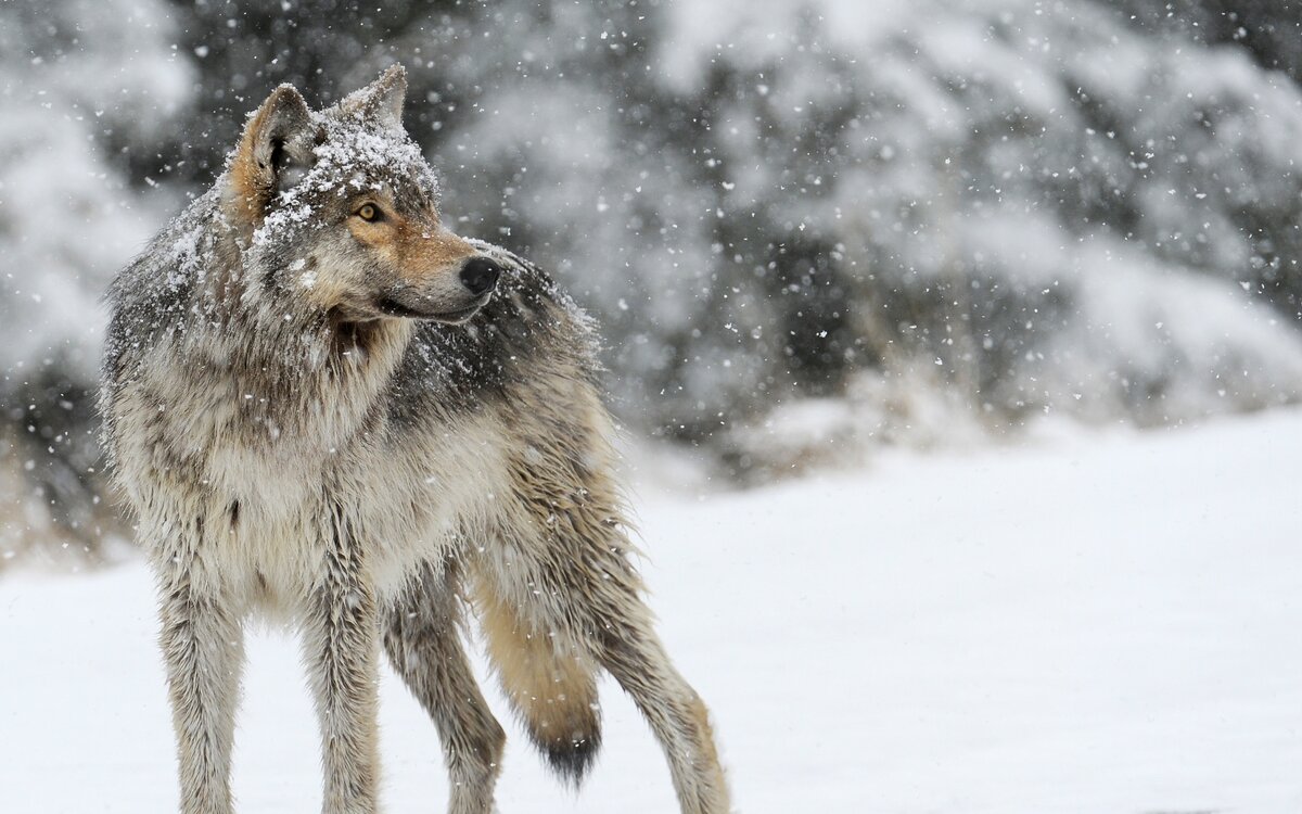 Волк. Фото https://wallpaperscraft.com/download/wolf_snow_winter_predator_101422/1920x1200