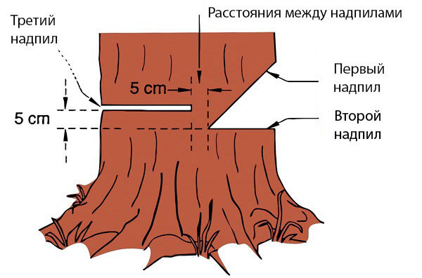 Если правило недопила проигнорировать, а также неправильно расположить направляющий и валочный разрез, то предугадать направление падения дерева будет невозможно.