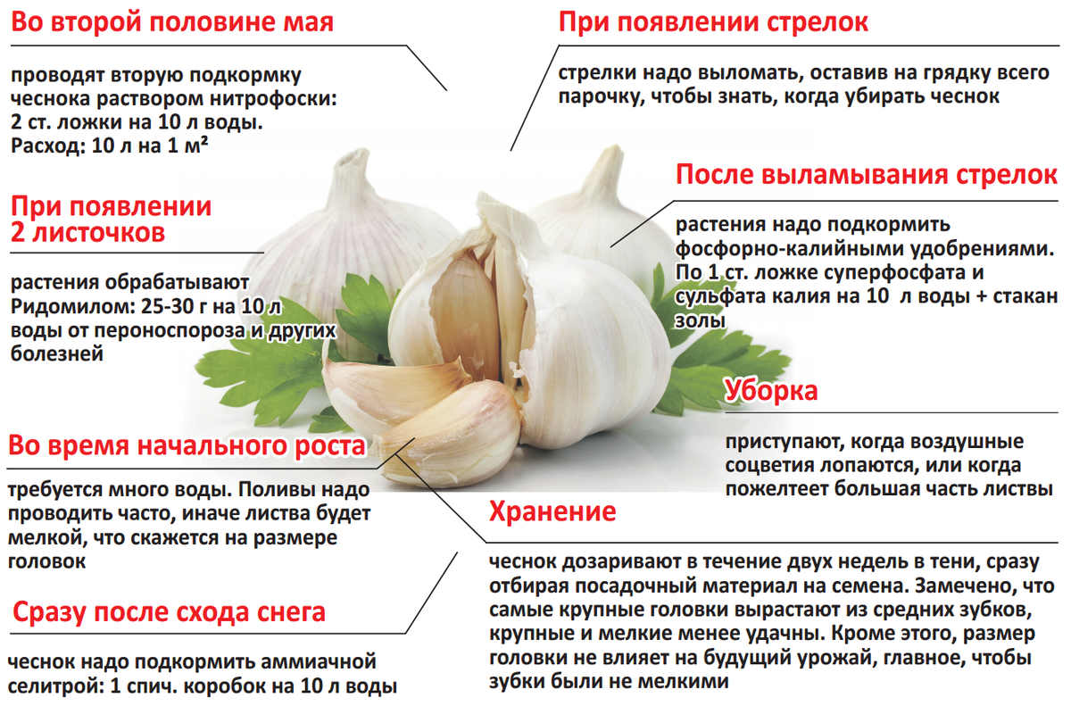 Как убрать чеснок в дождливую погоду. Схема подкормки озимого чеснока. Схема удобрения озимого чеснока. Подкормка чеснока таблица.
