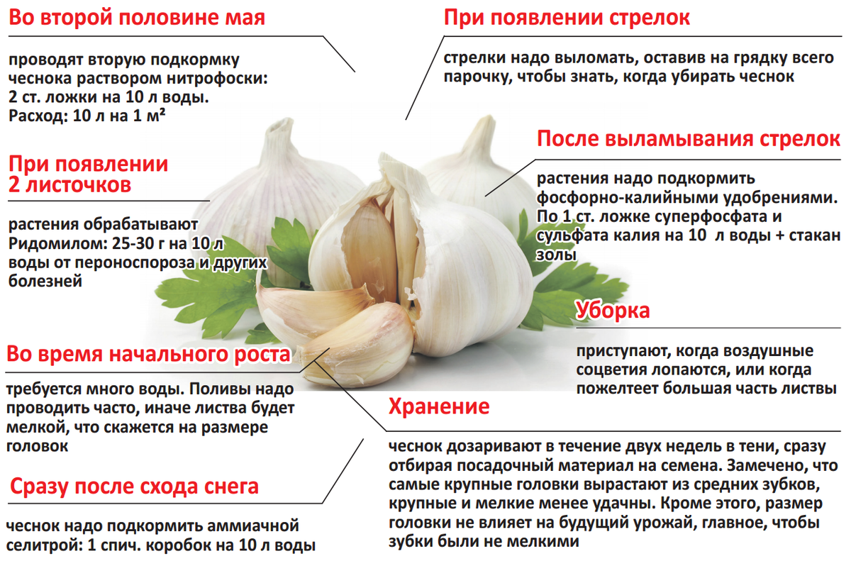 С какого возраста давать чеснок. Схема подкормки озимого чеснока. Схема удобрения озимого чеснока. Подкормка чеснока таблица.