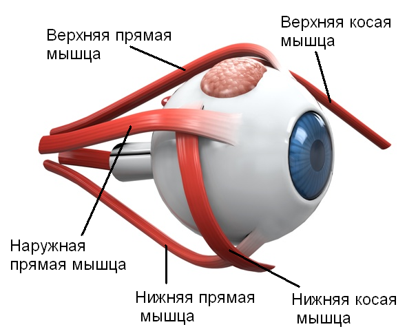 ГЛАЗА И ЩИТОВИДНАЯ ЖЕЛЕЗА