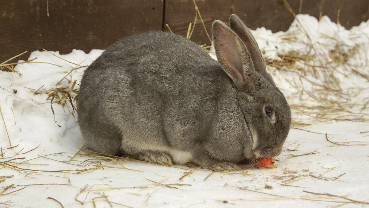 Кролик грызёт морковку