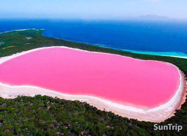 ...или же озеро Хиллиер. 

Да, вы не ослышались, все верно, ведь это озеро действительно розовое. Местоположение Хиллиера в Австралии, на острове Мидл - Айленд. Озеро было открыто в 1802 году мореплавателем Мэтью Флиндерсом. Озеро окружает песок и эвкалиптовый лес. Вода в розовом озере очень соленая, когда-то (в начале 20 века), на озере даже добывали соль.


Это озеро просто необычайной красоты: окружено белым песком и лесом, а через несколько десятков метров от него уже лежат берега Тихого океана. Длина озера - 600 метров, а ширина -0 250 метров и оно мелкое.


Причина, почему озеро имеет розовый цвет, до конца так и не известна. Даже если набрать немного воды из озера в какую - нибудь емкость, то даже через длительное время ее цвет не поменяется и вода все равно останется розового цвета. Так в чем же дело? Почему вода розовая? Дело в том, что в других озерах похожего цвета имеется специфический вид водорослей - Дуналиелла солоноводная, но в озере Хиллиер такие водоросли обитать не способны, так как его дно не такое, как у остальных озер, оно гладкое и усеяно камнями. Еще есть такое предположение, что "виновниками торжества" являются особые бактерии, но ученые так и не выяснили, что же это за микроорганизмы.


И так, причина розового цвета воды в Хиллиере до сих пор остается неизвестной до конца...