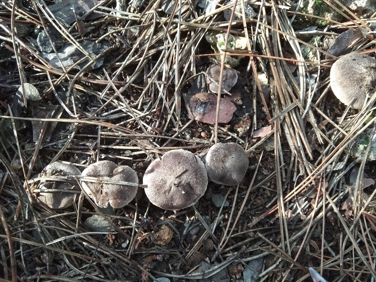 Крымские грибы мышата
