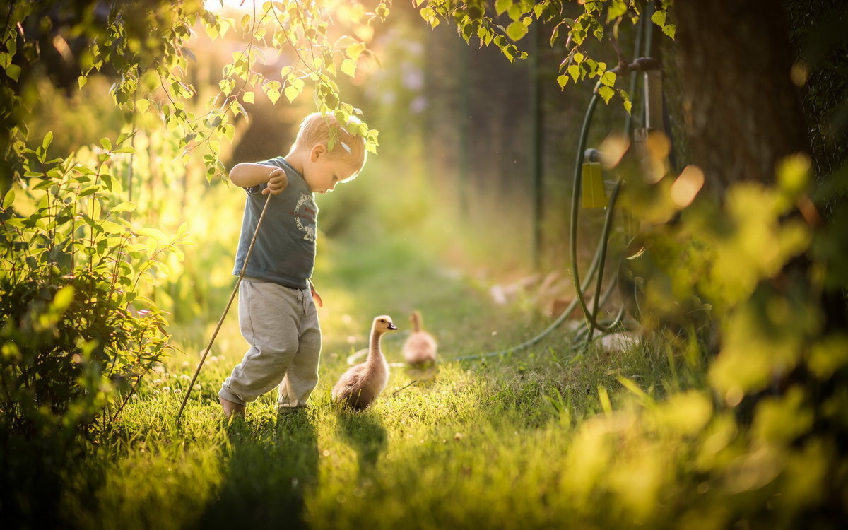 Источник фото: https://wallbox.ru/mood/priroda-deti-pticy-malcik-gus-w128414/download