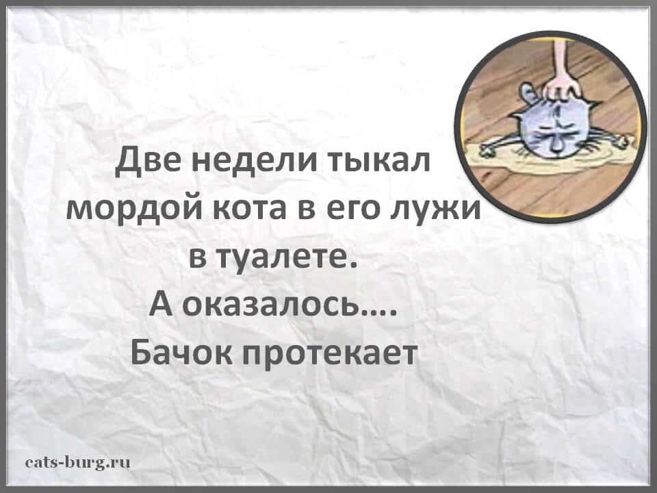 [caption id="" align="aligncenter" width="462"] так нельзя наказывать[/caption]  [caption id="attachment_4213" align="aligncenter" width="477"] как наказать кота[/caption] 