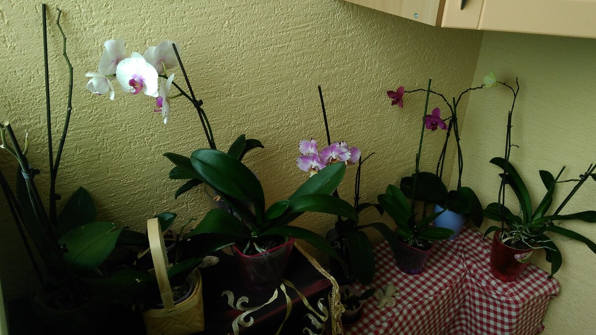 Перекорм частенько способствует быстрому отцветанию фаленопсисов