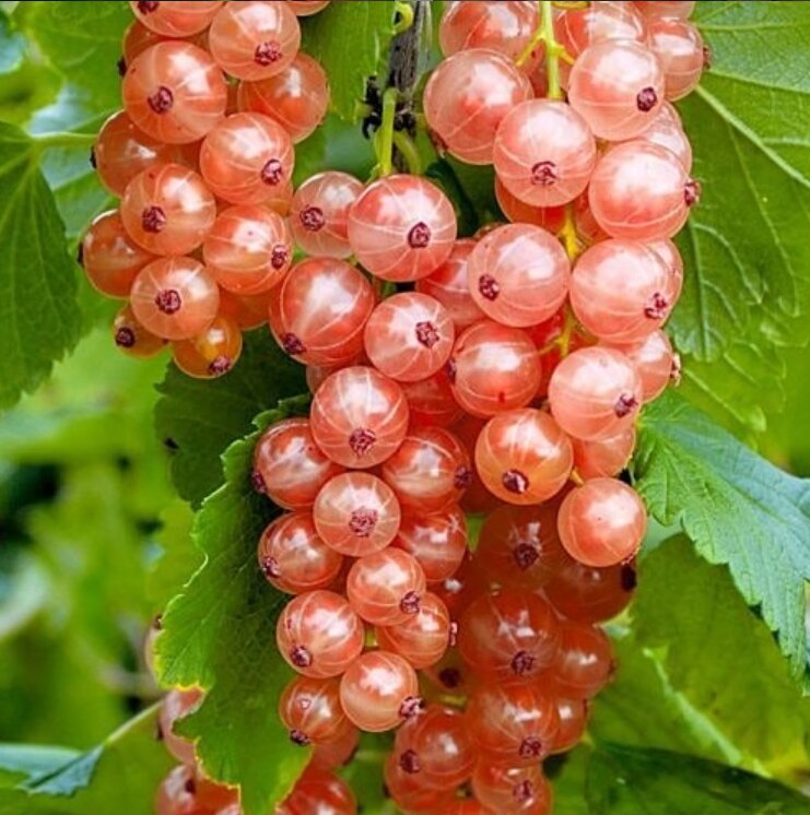 розовая смородина