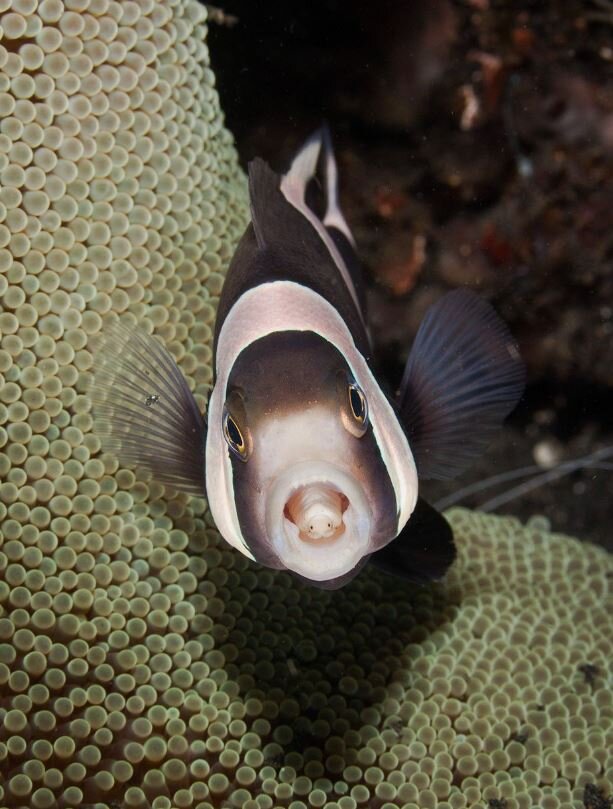 Хотели бы себе такой язык?