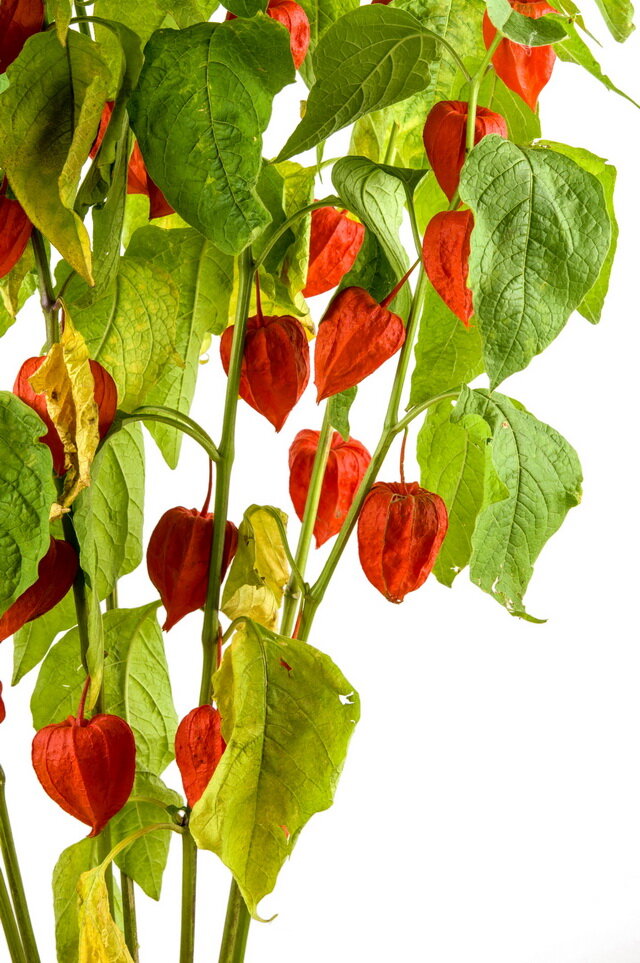 Физалис. Иллюстрация для статьи используется по стандартной лицензии ©sadvokrug.ru