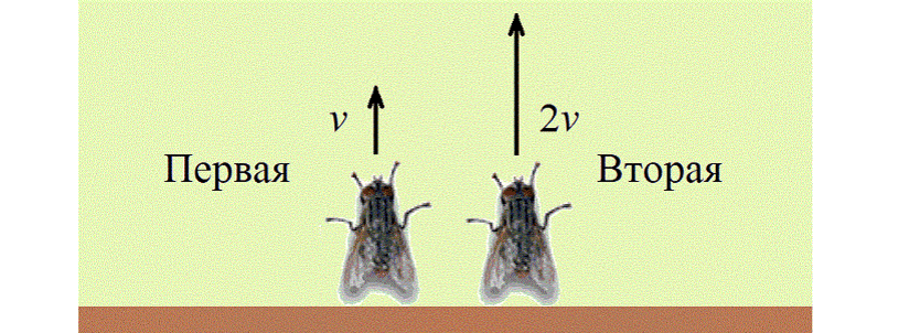 Две мухи. К какому телу приложен вес мухи ползущей по потолку. Задание 2. «Муха». Вес мухи. Задача про муху на потолке.