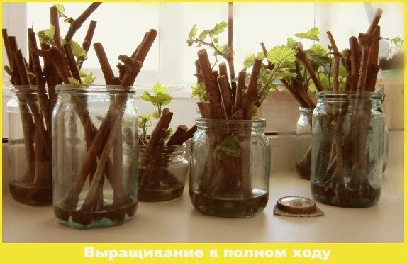 Сад и огород, участок, садовод, виноград, черенки, полезные советы