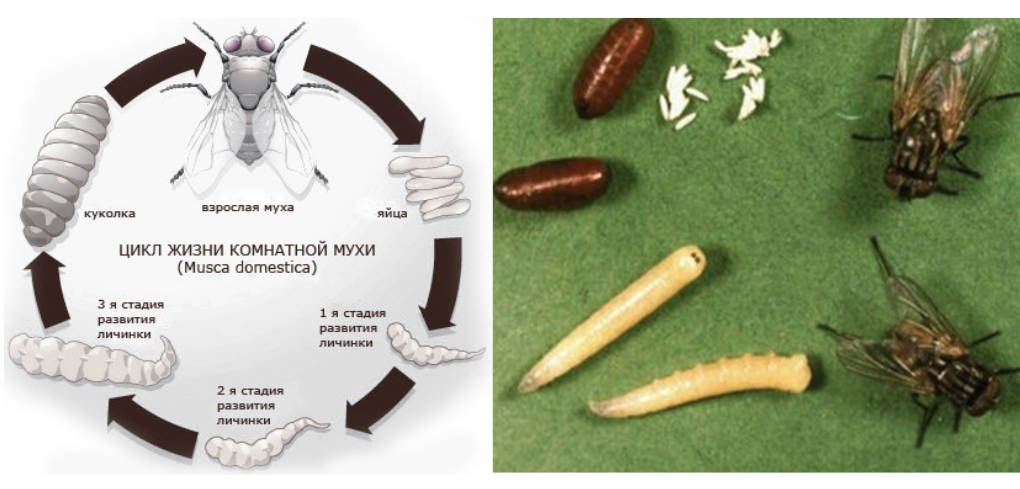Жизненный цикл развития мухи. Стадии развития комнатной мухи. Муха комнатная стадия жизненного цикла. Цикл развития комнатной мухи.