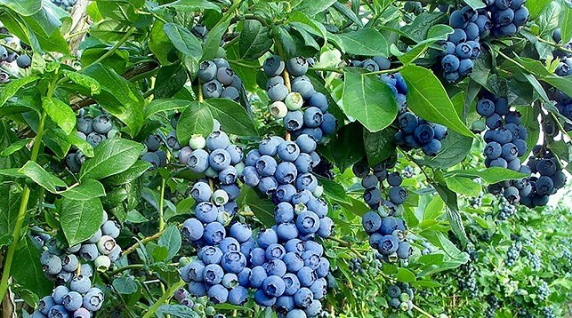 https://minsknews.by/wp-content/uploads/2018/05/000021_1526982180_303650_big.jpg