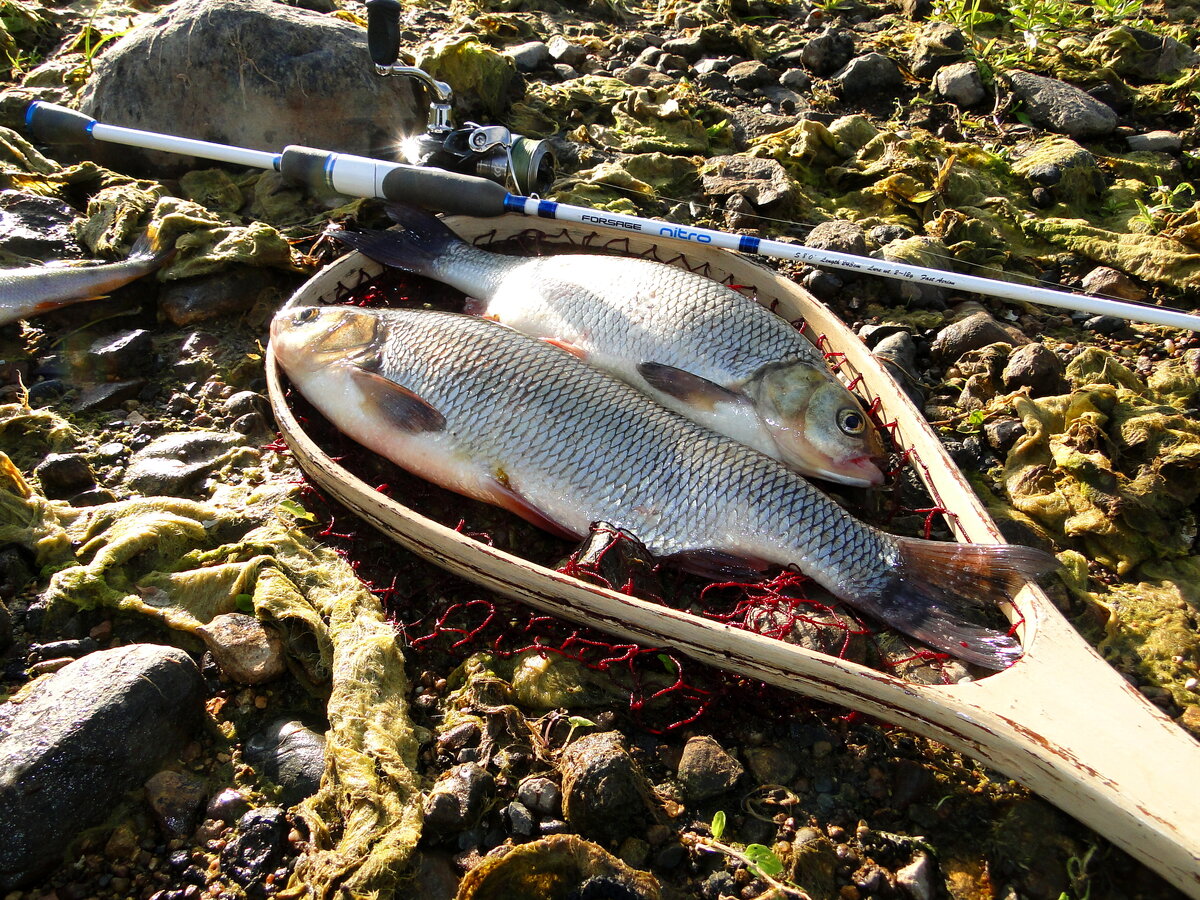 дикая рыба.