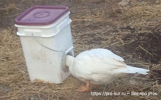 Утятники помещения для содержания уток. Фото