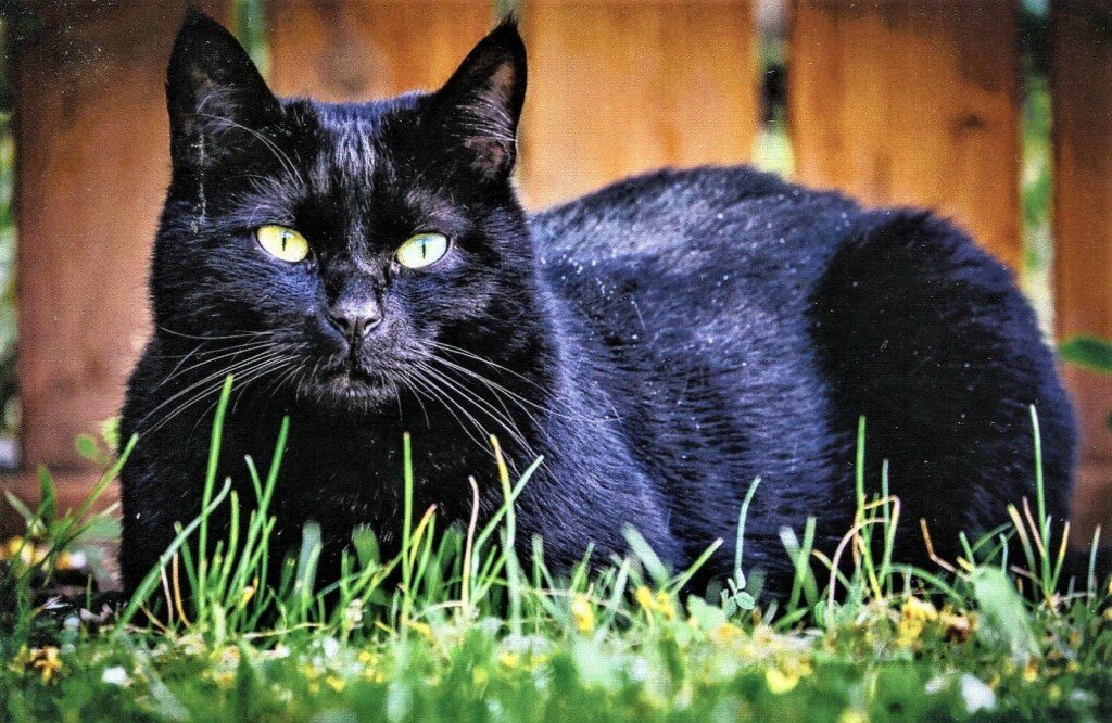 Черных кошек обычно ассоциируют с Хэллоуином, колдовством и неудачами из-за суеверий, возникших еще в Средние века.