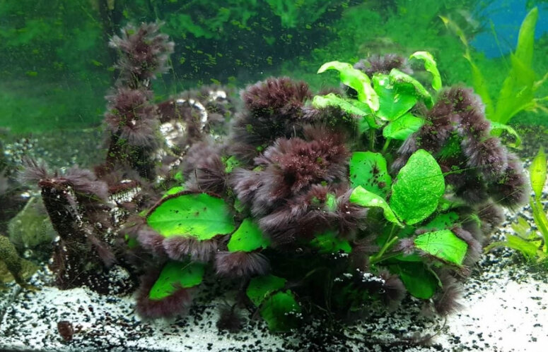 Анубиас готовится к зиме и укрылся "шубкой" 