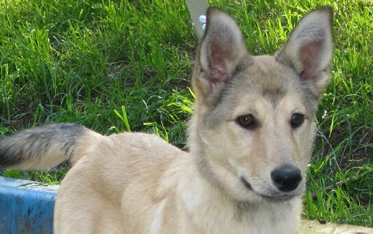 кто сказал, что собаки не обладают живой мимикой? кто это сказал?!