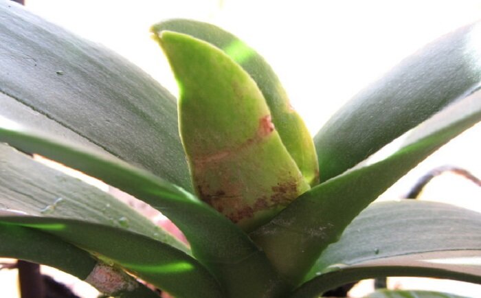 Фото с сайта http://orchidea.pro