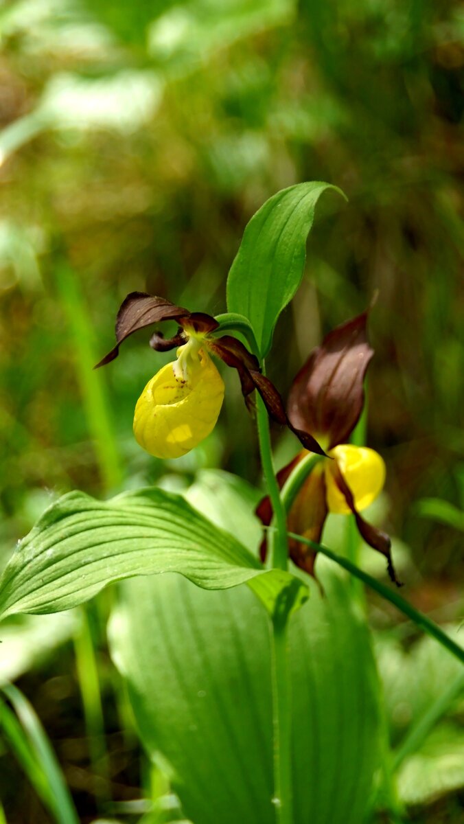 Венерин башмачок настоящий. Фото Элинор Пэйт