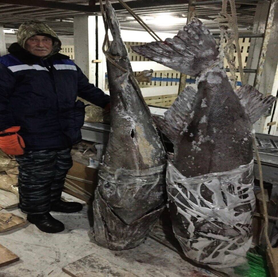 океанский монах рыба. рыба монах. рыбка для монаха. рыба монах. Erilepis zonifer.