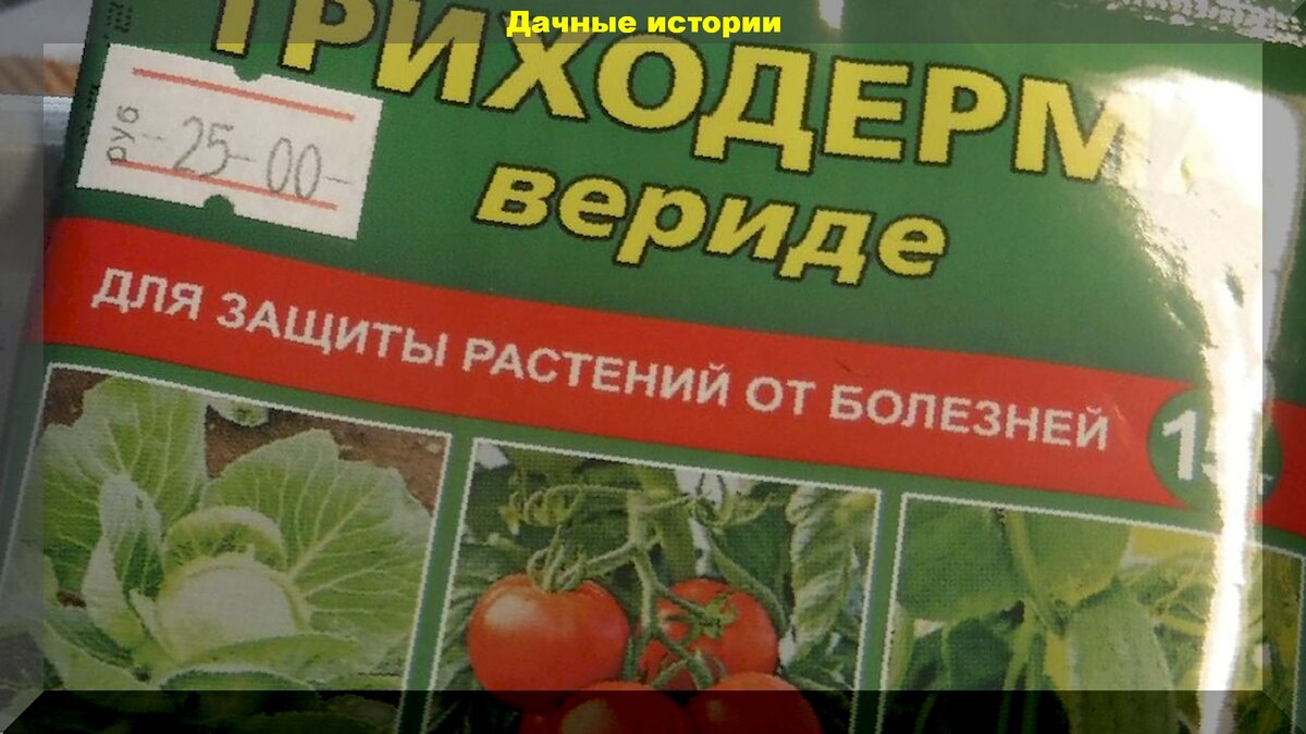 Огурцы в августе - сентябре. Что сделать чтобы продлить плодоношение? |  Дачные истории | Дзен