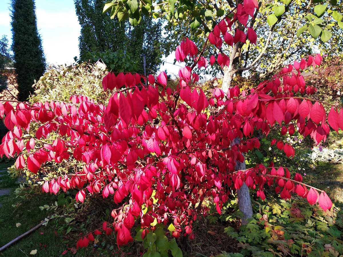 Бересклет крылатый Euonymus alatus