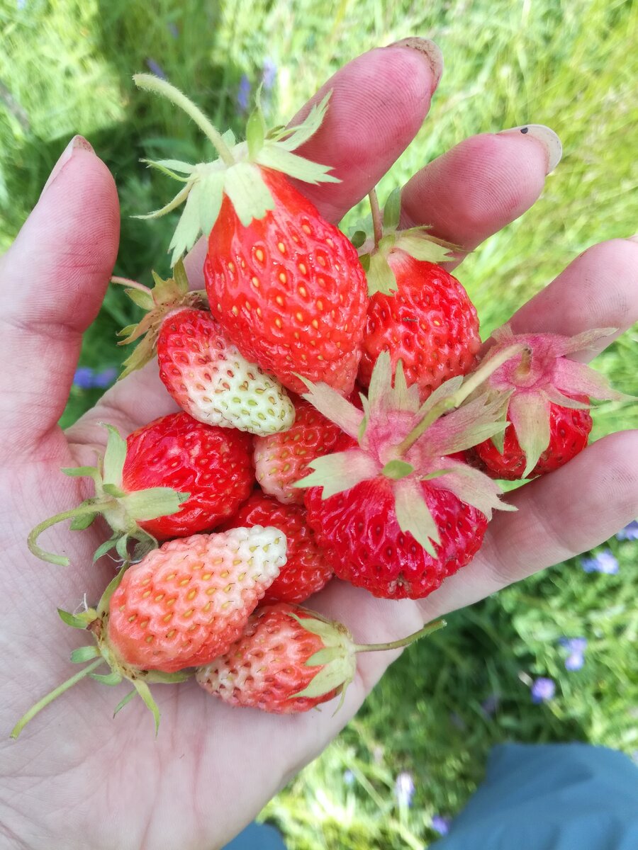 руки грязные)) а что делать? Зато клубничка красивая.