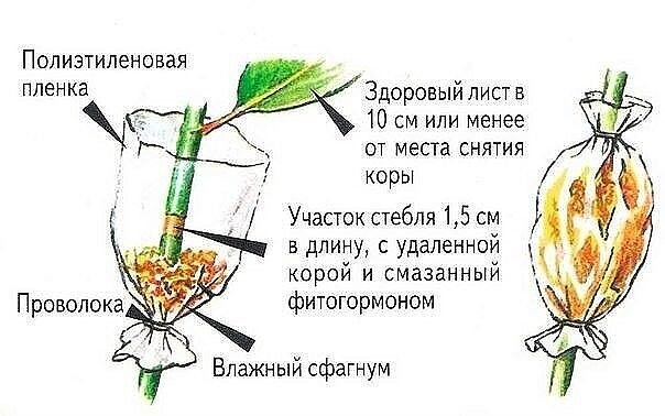 Пленка подходит любая, даже пакет одноразовый.