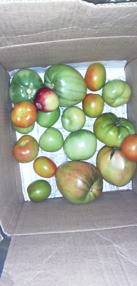 Ну, тут почти 4 кг. Все же настоящих помидоров хоть поесть, не резиновых магазинных.