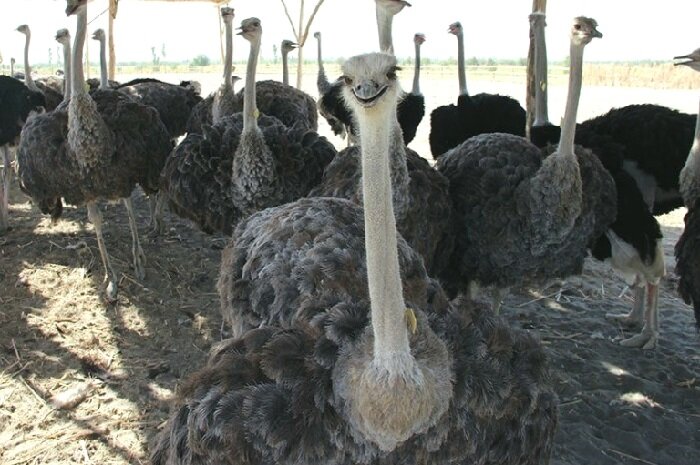 Годовалые страусы