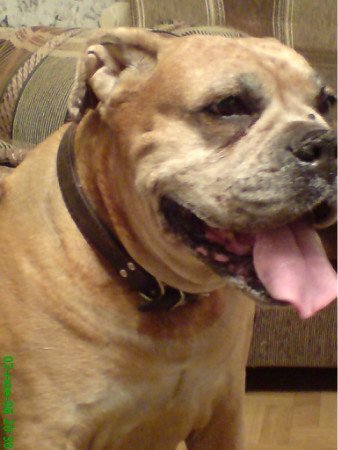 Бастинда- порода боксер, очень адекватная собака