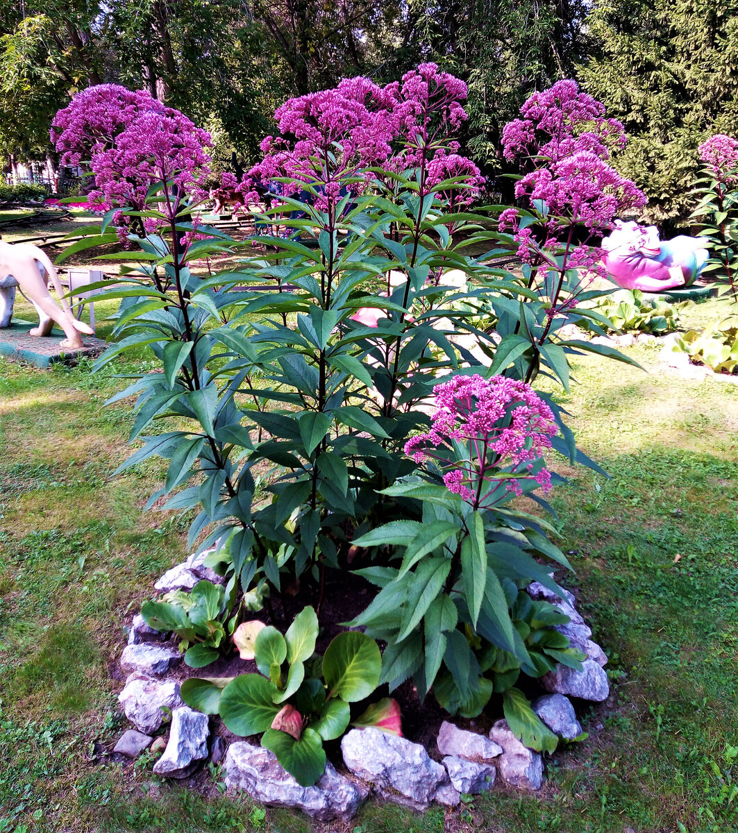 Посконник пятнистый Atropurpureum