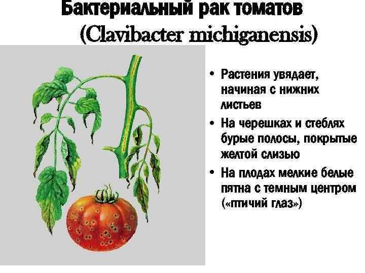 Плод у растения томат. Бактериоз (бактериальный рак) томатов. Бактериальные болезни томатов. Томаты раковое.заболевание. Клавибактер томатов.