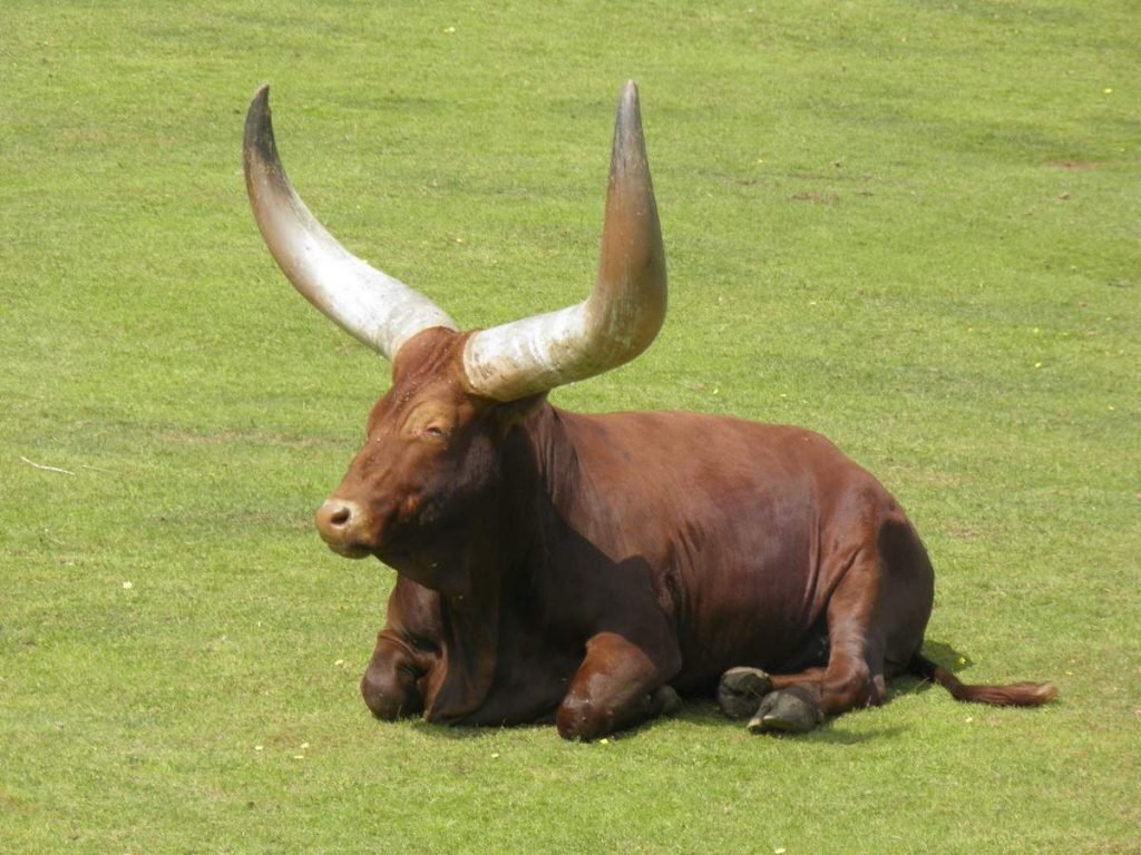 Тур отдыхает