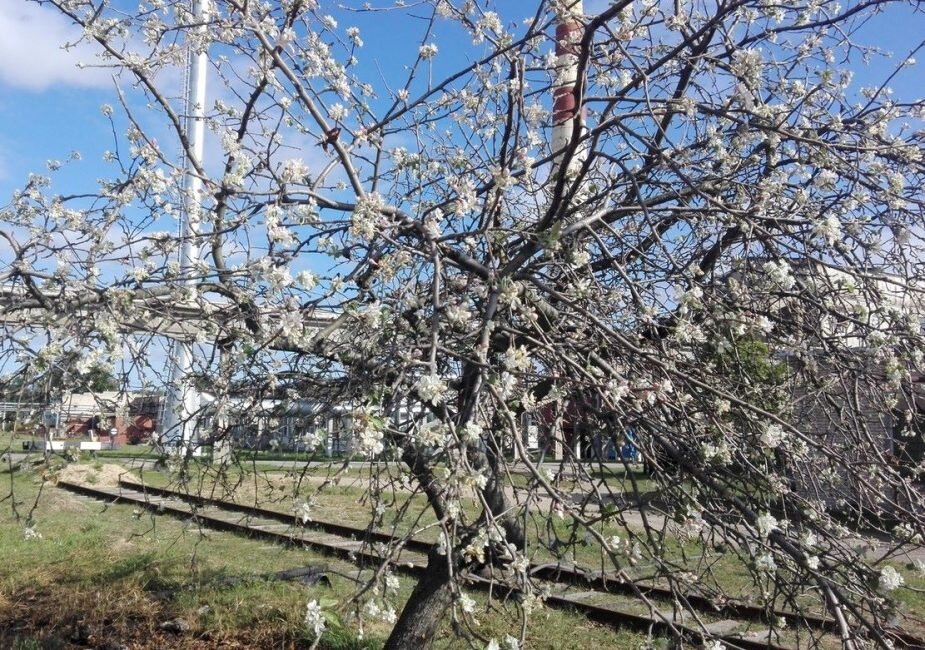 Яблонька вся в цвету