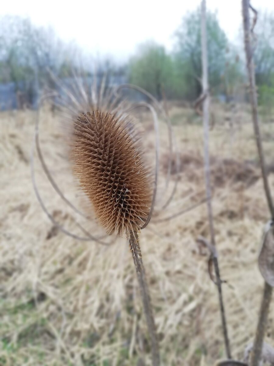 Прошлогодний цветок 