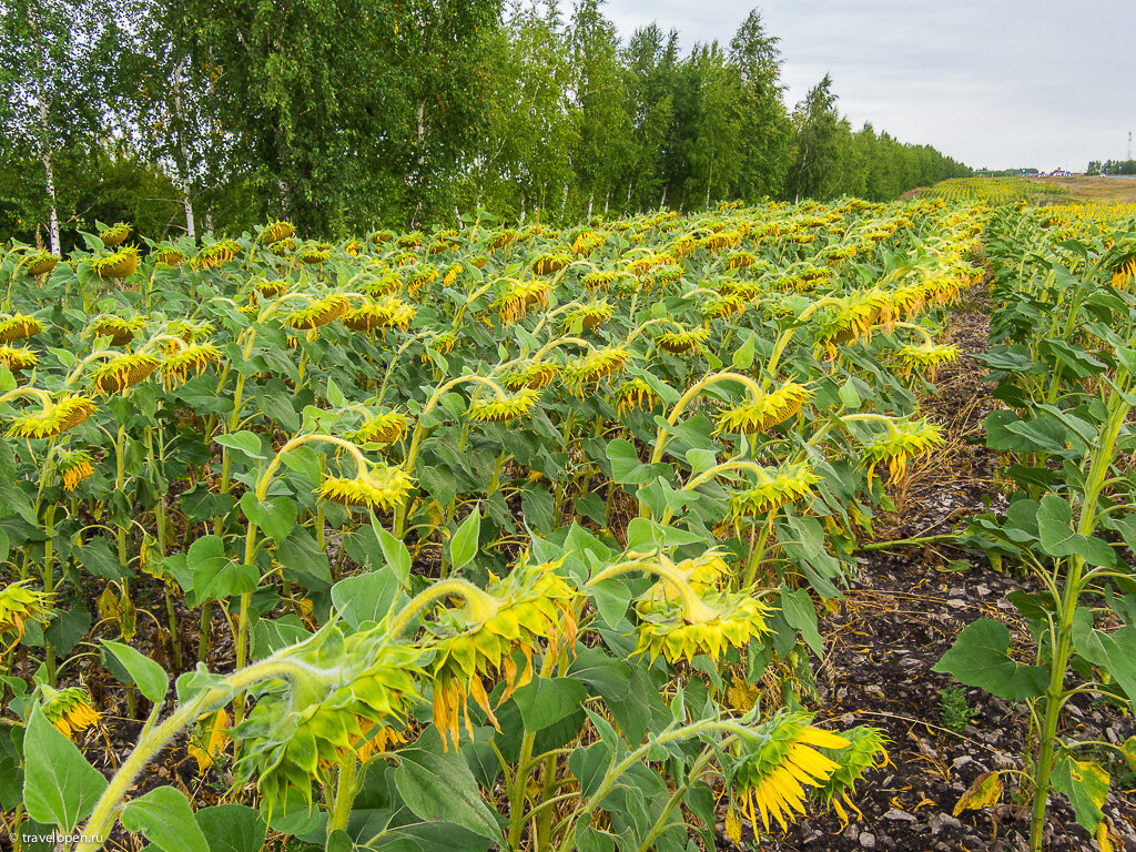 Поля подсолнухов под Самарой