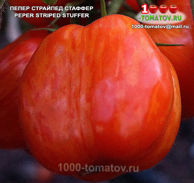 Томат Пепер Страйпед Стаффер  фото 2