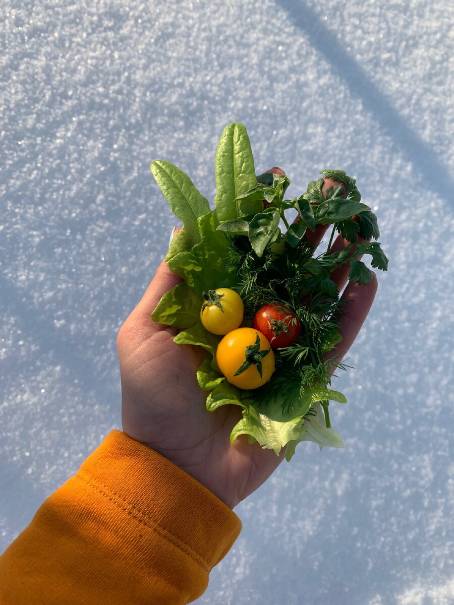 Свои овощи в январе