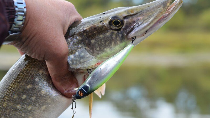 Pontoon 21 Greedy Guts 