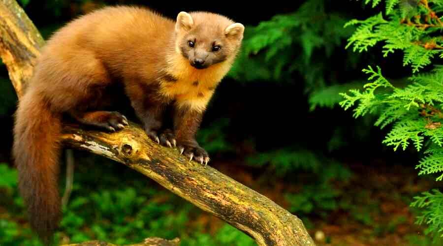 Обитают куницы в лиственных и смешанных лесах...