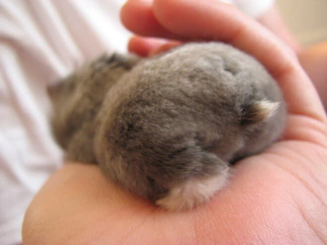 Золотая хамукецу