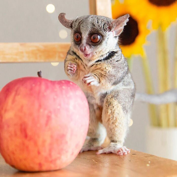 Галаго Pizzatoru