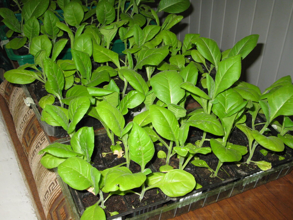 Такую рассаду уже можно высаживать в открытый грунт