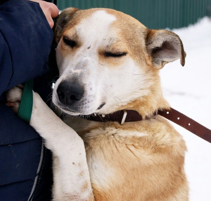 В императорском саду живет собака вк. Помощь собакам. Что такое организация в жизни собак. Потеряшки Искитим животные.