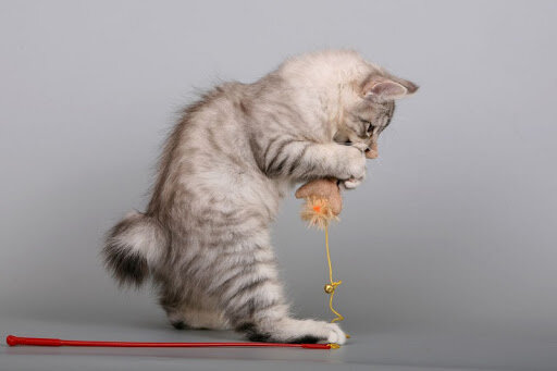 Фото из открытых источников на images.google